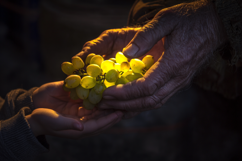 alcoholic wine private label Italy